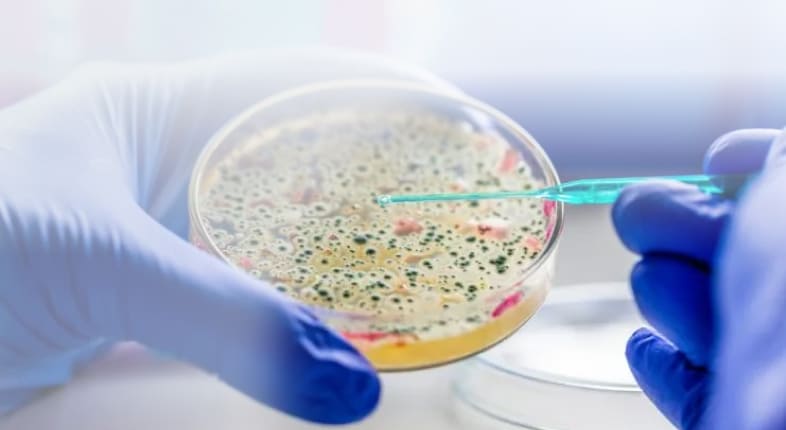 Бактериальный посев на чувствительность к антибиотикам